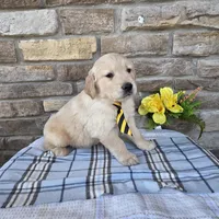 Kody, a male Golden Retriever for sale in Grabill, IN – Photo 4 of 4