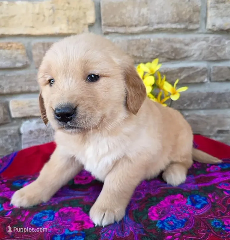 Bryson, a male Golden Retriever for sale in Grabill, IN – Photo 1 of 4