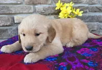 Bryson, a male Golden Retriever for sale in Grabill, IN – Photo 2 of 4