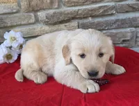 Braylyn, a male Golden Retriever for sale in Grabill, IN – Photo 2 of 4