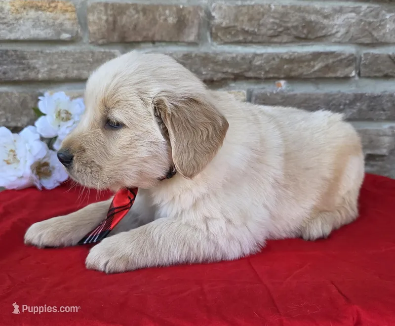 Braylyn, a male Golden Retriever for sale in Grabill, IN – Photo 1 of 4