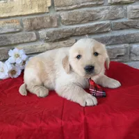 Braylyn, a male Golden Retriever for sale in Grabill, IN – Photo 4 of 4