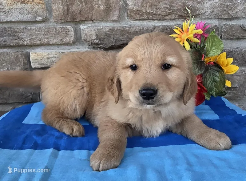 Tucker, a male Golden Retriever for sale in Grabill, IN – Photo 1 of 4