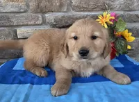 Tucker, a male Golden Retriever for sale in Grabill, IN – Photo 1 of 4
