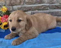 Tucker, a male Golden Retriever for sale in Grabill, IN – Photo 2 of 4