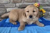 Tucker, a male Golden Retriever for sale in Grabill, IN – Photo 3 of 4