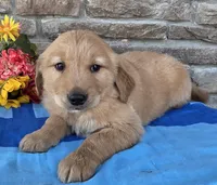 Tucker, a male Golden Retriever for sale in Grabill, IN – Photo 4 of 4