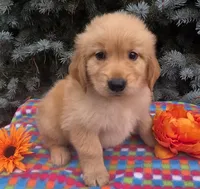 Cory, a male Golden Retriever for sale in Grabill, IN – 2 of 6