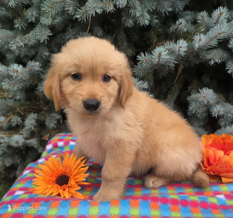 Cory – Golden Retriever puppy for sale in Grabill, IN