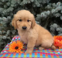 Cory, a male Golden Retriever for sale in Grabill, IN – 1 of 6