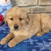 Chief, a male Golden Retriever for sale in Grabill, IN – Photo 2 of 4