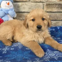 Chief, a male Golden Retriever for sale in Grabill, IN – Photo 4 of 4