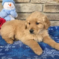 Chief, a male Golden Retriever for sale in Grabill, IN – Photo 3 of 4