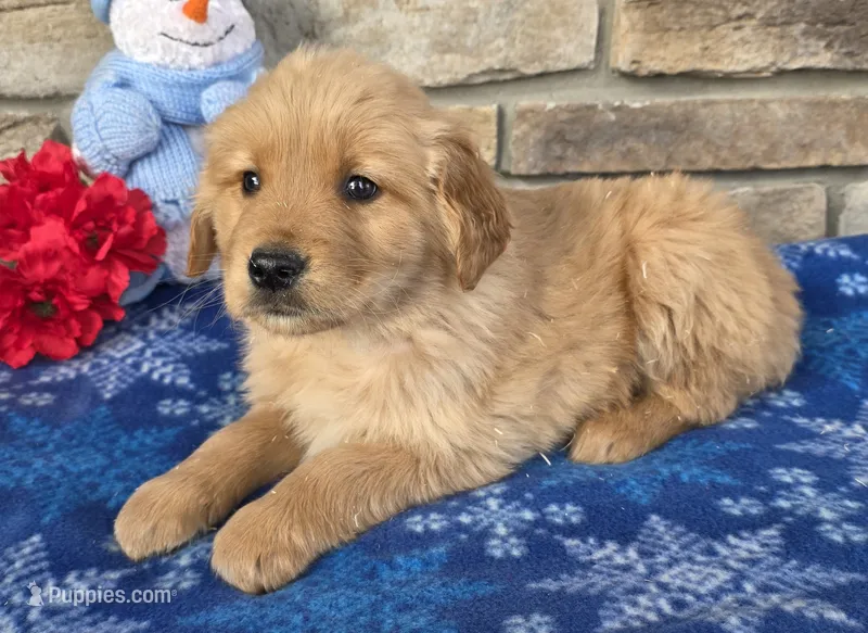 Chief, a male Golden Retriever for sale in Grabill, IN – Photo 1 of 4
