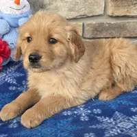 Chief, a male Golden Retriever for sale in Grabill, IN – Photo 1 of 4