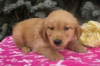 Cathy, a female Golden Retriever for sale in Grabill, IN – 2 of 6