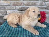 Tony, a male Golden Retriever for sale in Grabill, IN – Photo 3 of 4