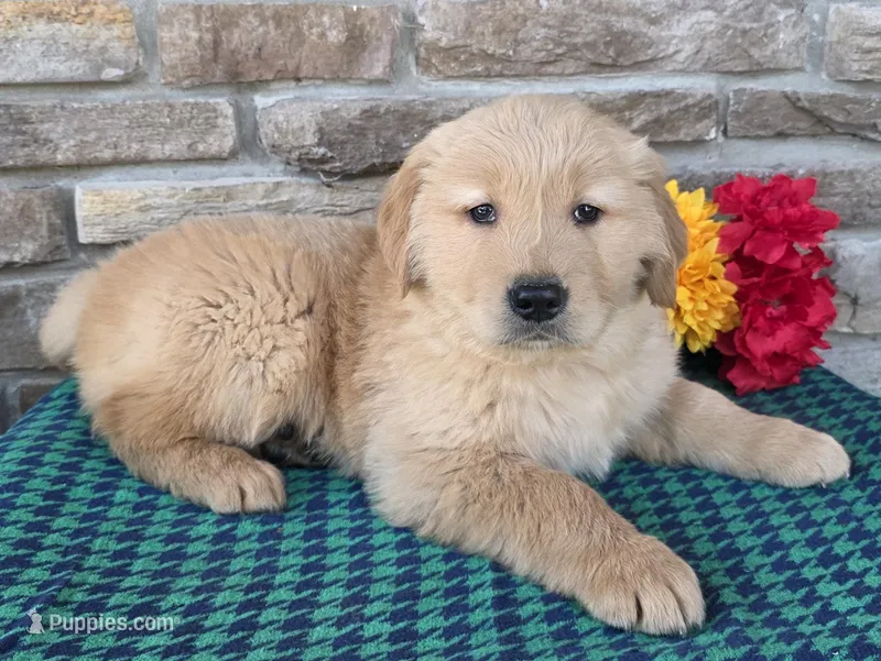 Tony, a male Golden Retriever for sale in Grabill, IN – Photo 1 of 4