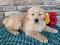 Tony, a male Golden Retriever for sale in Grabill, IN – Photo 1 of 4