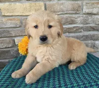 Tony, a male Golden Retriever for sale in Grabill, IN – Photo 4 of 4