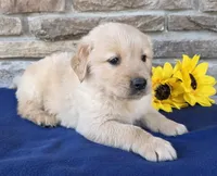 Tinker, a male Golden Retriever for sale in Grabill, IN – Photo 3 of 4
