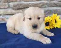 Tinker, a male Golden Retriever for sale in Grabill, IN – Photo 1 of 4
