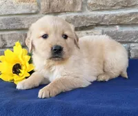Tinker, a male Golden Retriever for sale in Grabill, IN – Photo 2 of 4