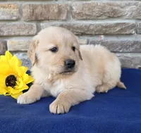 Tinker, a male Golden Retriever for sale in Grabill, IN – Photo 4 of 4
