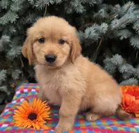 Cory, a male Golden Retriever for sale in Grabill, IN – 3 of 6