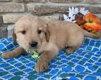 Jackson , a male Golden Retriever for sale in Grabill, IN – Photo 3 of 4
