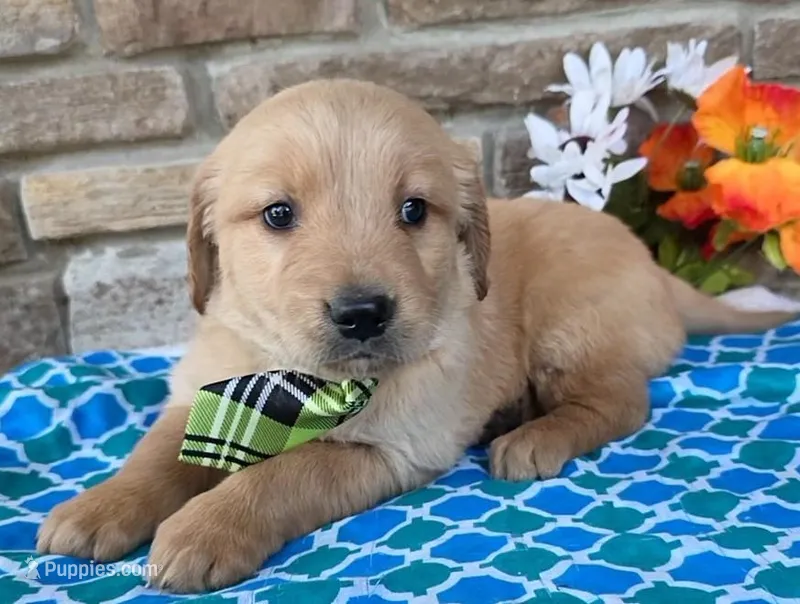 Jackson , a male Golden Retriever for sale in Grabill, IN – Photo 1 of 4