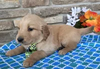 Jackson , a male Golden Retriever for sale in Grabill, IN – Photo 4 of 4