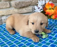 Jackson , a male Golden Retriever for sale in Grabill, IN – Photo 2 of 4