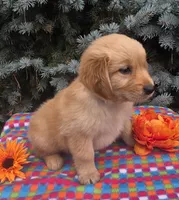 Cory, a male Golden Retriever for sale in Grabill, IN – 4 of 6