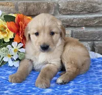 Brady , a male Golden Retriever for sale in Grabill, IN – Photo 2 of 4