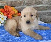 Brady , a male Golden Retriever for sale in Grabill, IN – Photo 3 of 4