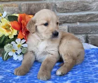Brady , a male Golden Retriever for sale in Grabill, IN – Photo 1 of 4