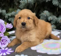 Rena, a female Golden Retriever for sale in Grabill, IN – 1 of 4