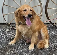 Cory, a male Golden Retriever for sale in Grabill, IN – 5 of 6