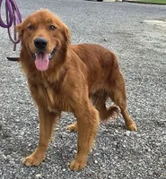 Cory, a male Golden Retriever for sale in Grabill, IN – 6 of 6