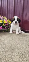Sky, a female Saint Bernard for sale in Washington Court House, OH – 3 of 3