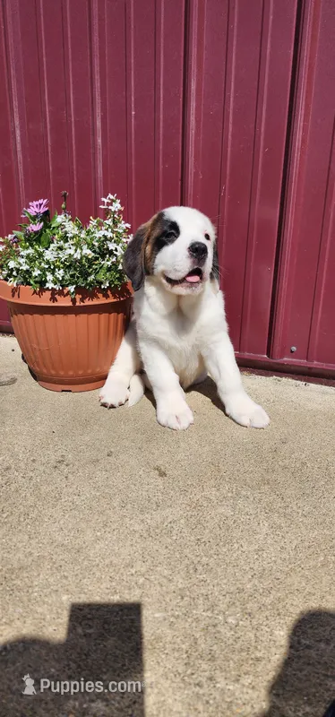 Nova – Saint Bernard puppy for sale in Washington Court House, OH