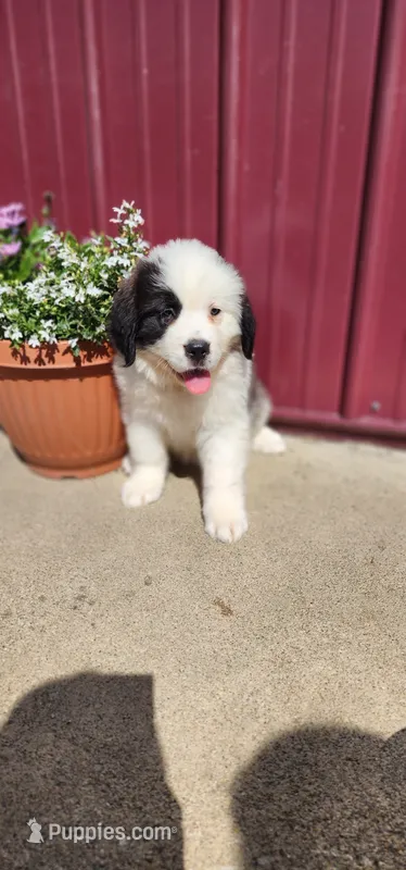 Ember – Saint Bernard puppy for sale in Washington Court House, OH