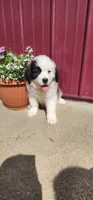 Ember, a female Saint Bernard for sale in Washington Court House, OH – 1 of 3