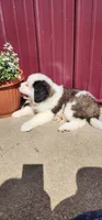 Ember, a female Saint Bernard for sale in Washington Court House, OH – 3 of 3