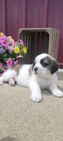 Willow, a female Saint Bernard for sale in Washington Court House, OH – 3 of 3