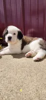 Nova, a female Saint Bernard for sale in Washington Court House, OH – 3 of 3