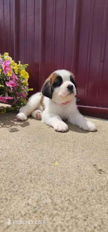 Sky – Saint Bernard puppy for sale in Washington Court House, OH