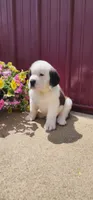 Nova, a female Saint Bernard for sale in Washington Court House, OH – 2 of 3