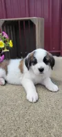 Willow, a female Saint Bernard for sale in Washington Court House, OH – 2 of 3